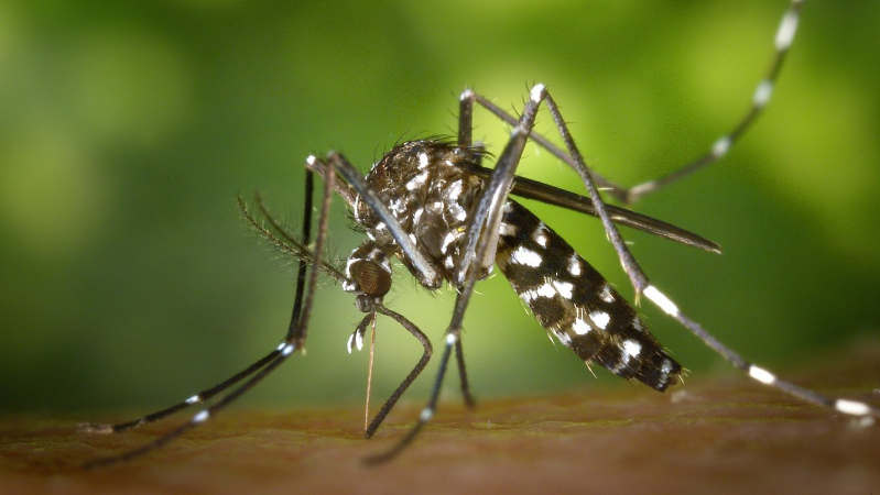 Choosing an Insect Repellent for Your Child